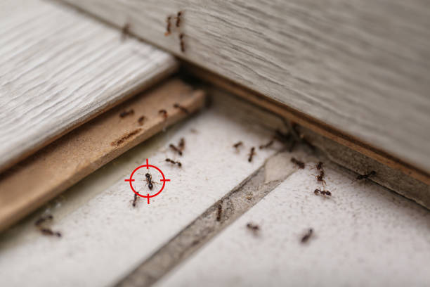 Best Pest Control Near Me  in Ramseur, NC