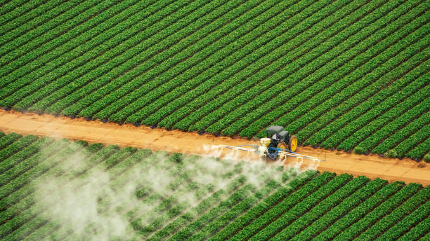 Best Pest Removal Services  in Ramseur, NC