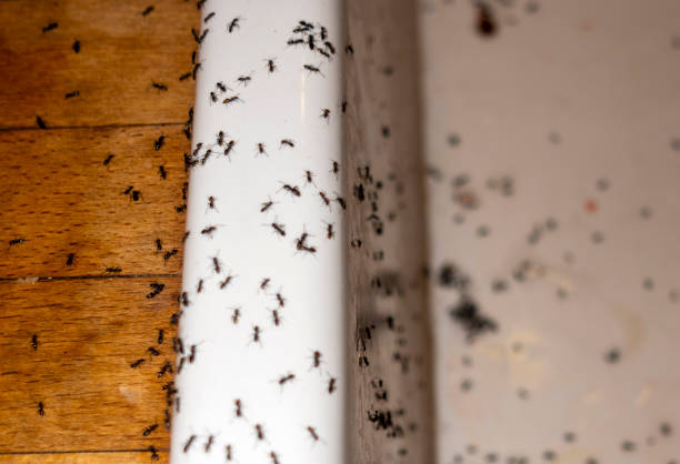 Best Insect Control  in Ramseur, NC