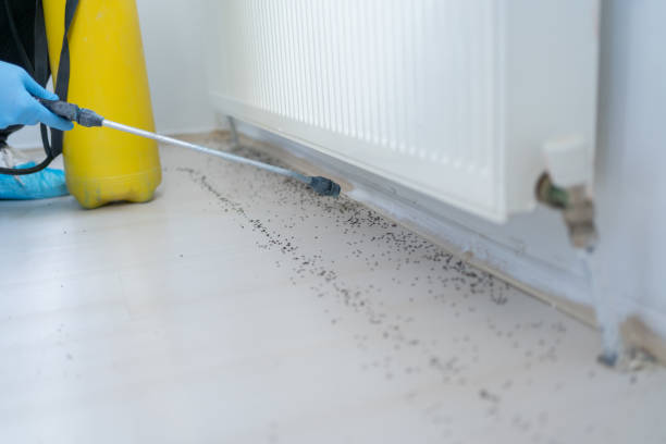 Best Mosquito Control Services  in Ramseur, NC