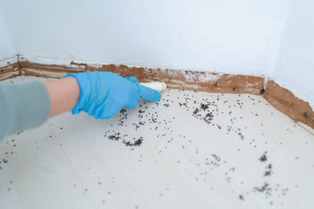 Best Affordable Pest Control Services  in Ramseur, NC
